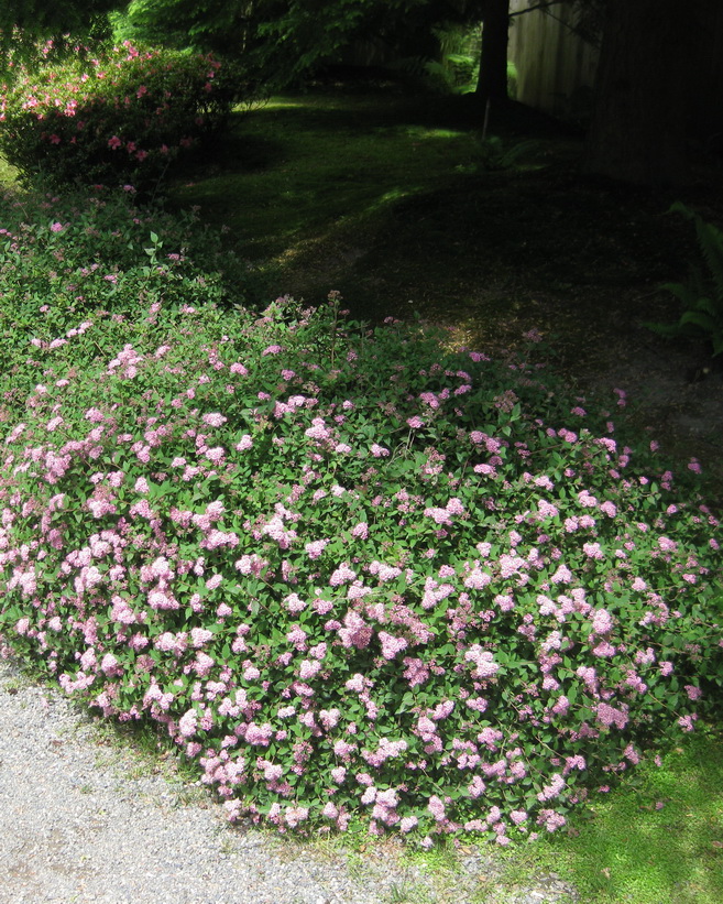 Спирея японская `Нана`, Spiraea japonica `Nana` | СадПарад